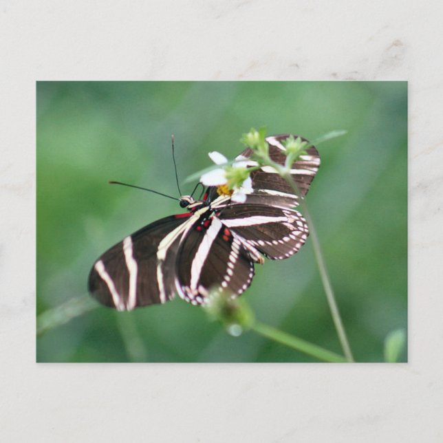 Zebra Longwing Butterfly Postcard Postkarte (Vorderseite)
