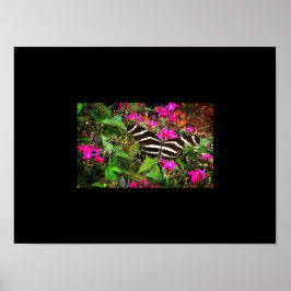 Zebra Longwing Butterfly Poster