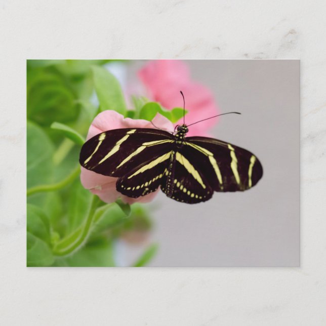 Zebra Longwing Butterfly Postkarte (Vorderseite)