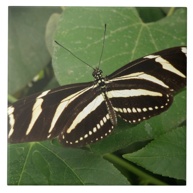 Zebra Longwing Butterfly Tile Fliese (Vorderseite)