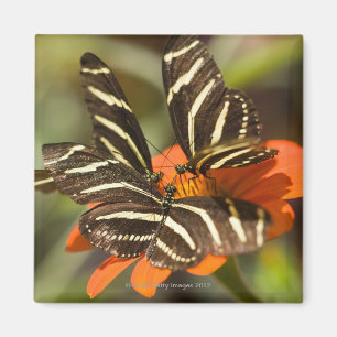 Zebra Longwing (heliconius charitonia) auf Blume Magnet