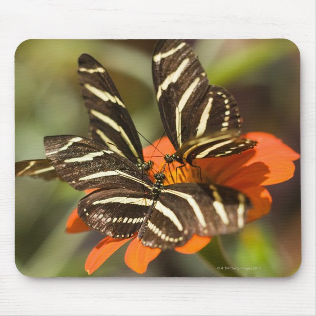 Zebra Longwing (Heliconius charitonia) auf Blume Mousepad (Vorne)