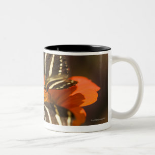 Zebra Longwing (heliconius charitonia) auf Blume Zweifarbige Tasse