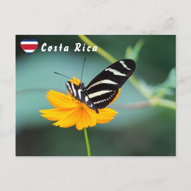 Zebra Longwing Schmetterling - Costa Rica Postkarte (Vorderseite)