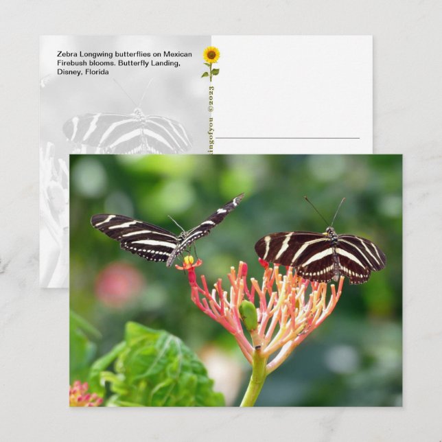 Zebra Longwing Schmetterlinge, FL – Postkarte (Vorne/Hinten)