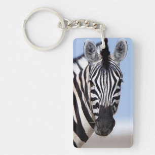 Zebra looking at you