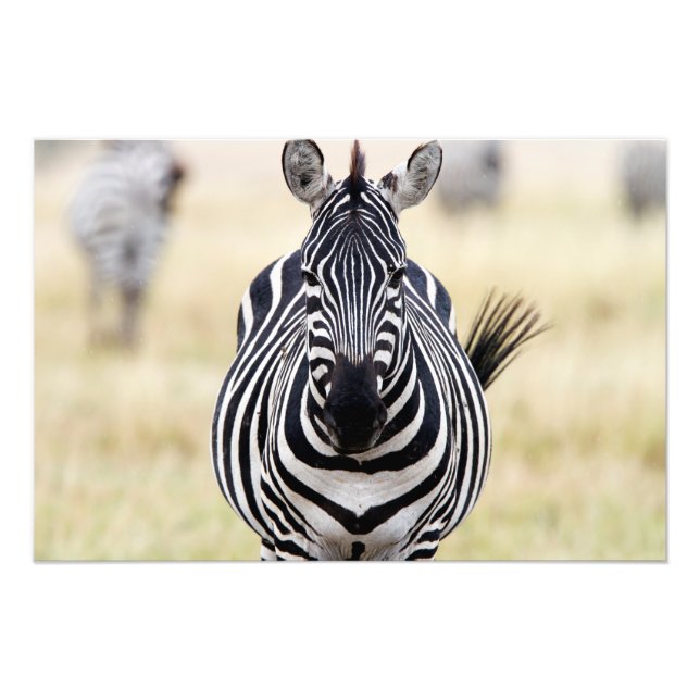 Zebra looking at you fotodruck (Vorne)