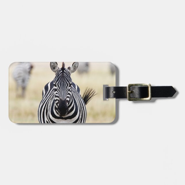 Zebra looking at you gepäckanhänger (Vorderseite horizontal)