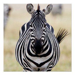Zebra looking at you poster
