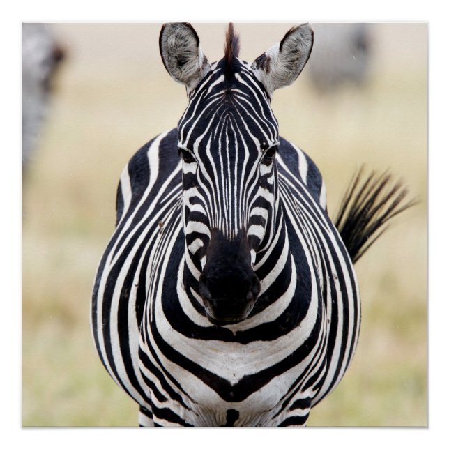 Zebra looking at you poster (Vorderseite)