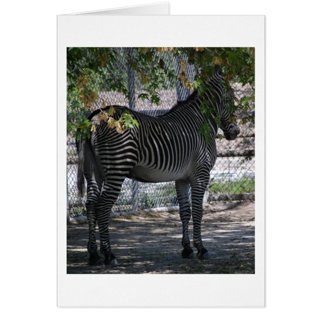 Zebra Love (Devant)
