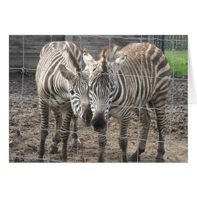 Zebra Love - vierge (Devant horizontal)