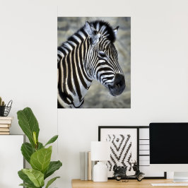Zebra Lovers Kunstgeschenke Poster