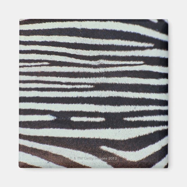 Zebra Magnet (Vorne)