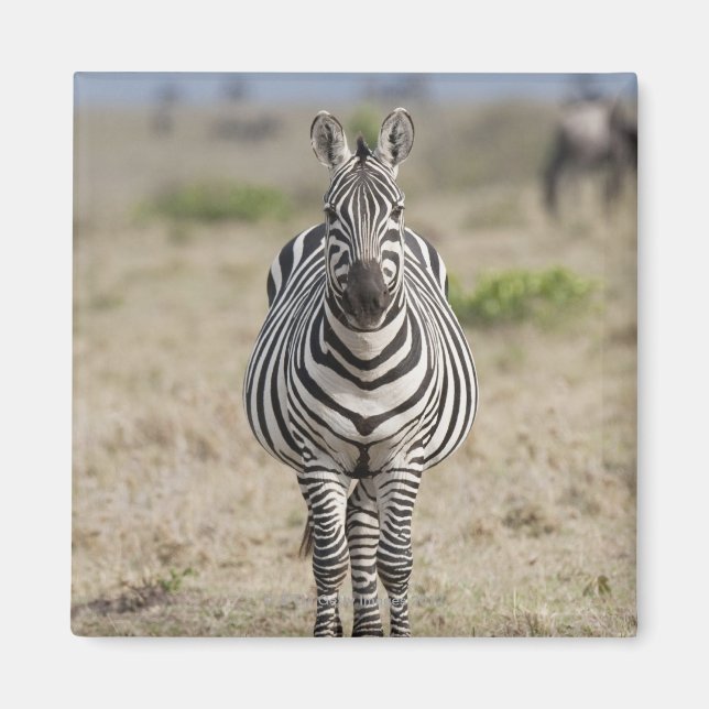 Zebra Magnet (Vorne)
