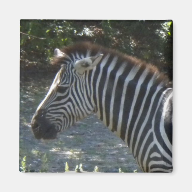 Zebra-Magnet Magnet (Vorne)