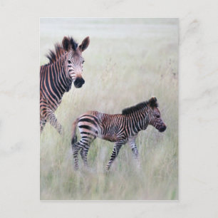 Zebra Mama und Baby Postkarte
