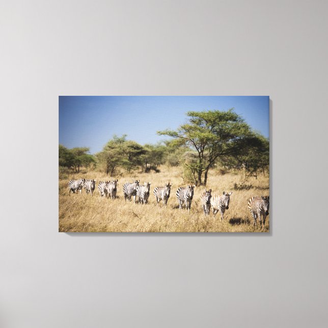 Zebra-Migrationshintergrund, Tansania Leinwanddruck (Vorderseite)