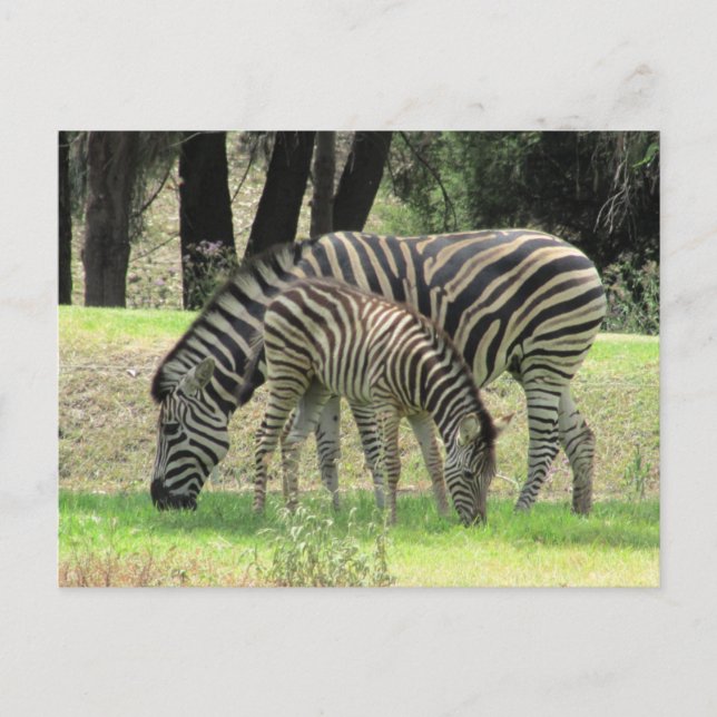 Zebra mum und jung postkarte (Vorderseite)