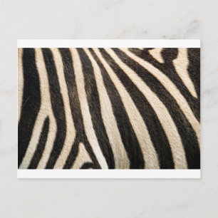 Zebra-Muster Postkarte