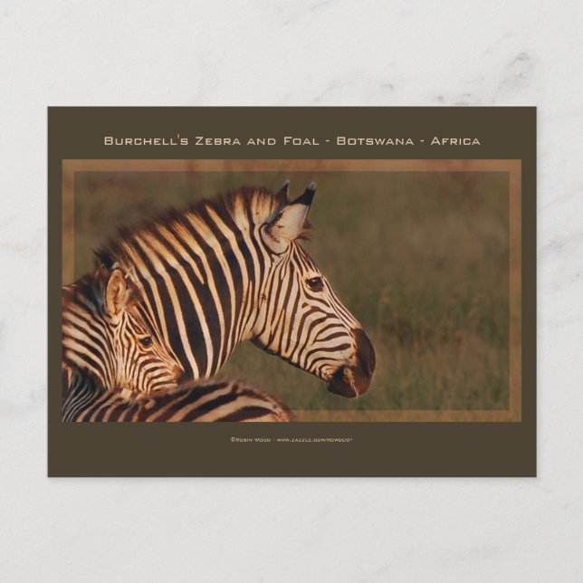Zebra Mutter & Baby Safari Grußkarten Postkarte (Vorderseite)