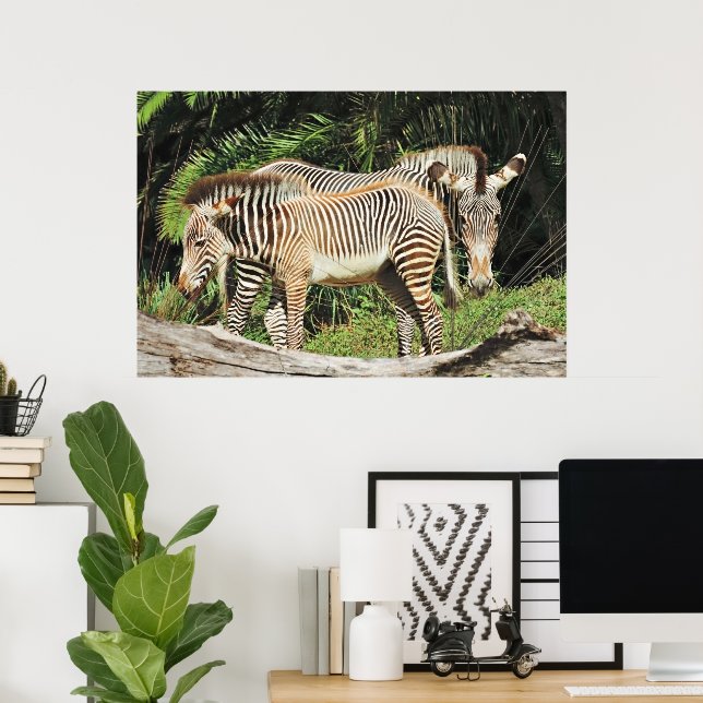 Zebra Mutter & Fohlen 36 x 24 Foto Poster (Heimbüro)