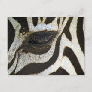 Zebra, Nah auf dem Auge Postkarte