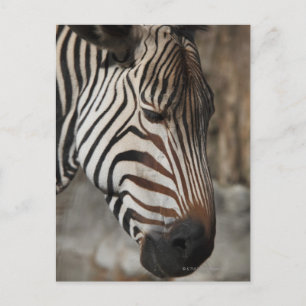 Zebra, nah postkarte