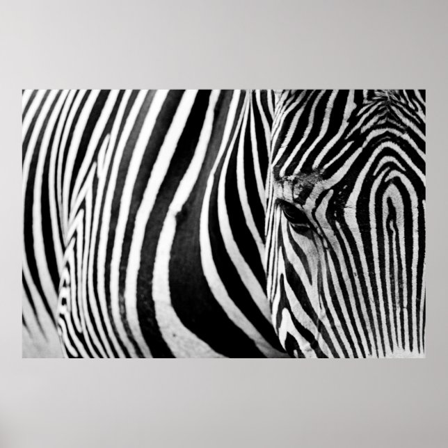 ZEBRA-NAH-UP-ANSICHT POSTER (Vorne)