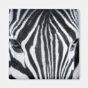 Zebra-Nahaufnahme Magnet