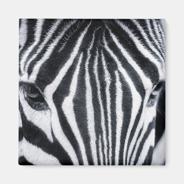 Zebra-Nahaufnahme Magnet (Vorne)