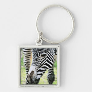 Zebra, Nahaufnahme, selektiver Fokus Schlüsselanhänger