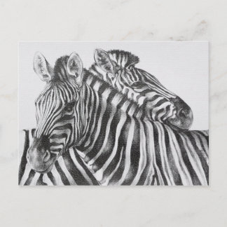 Zebra Original Pencil Drawing Postkarte