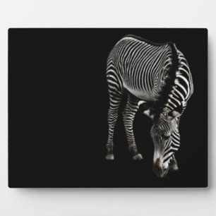 Zebra P4435 Fotoplatte