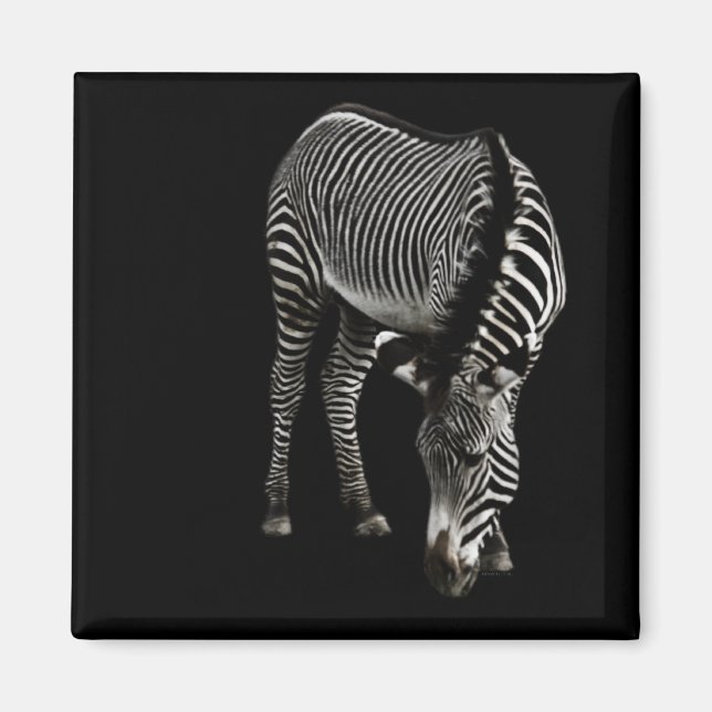 Zebra P4435 Magnet (Vorne)