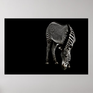 Zebra P4435 Print Poster