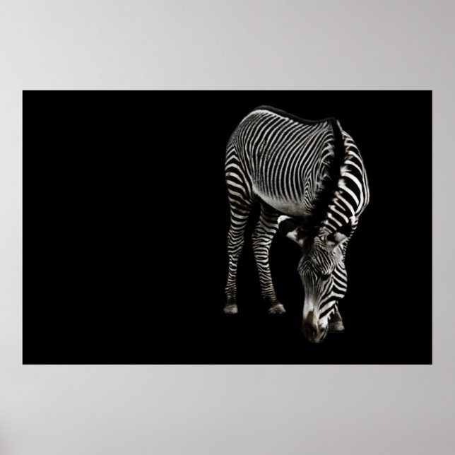 Zebra P4435 Print Poster (Vorne)
