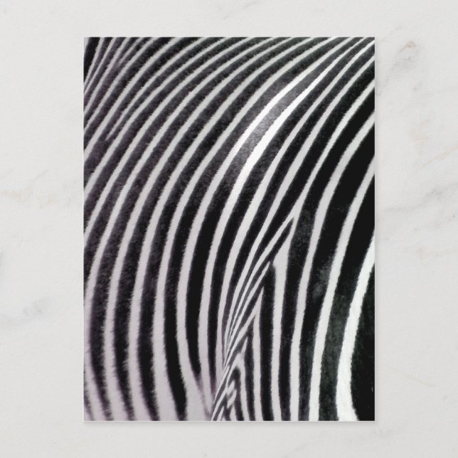 Zebra Pattern Liebe_ Postkarte (Vorderseite)