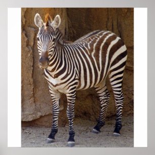 Zebra Picture Poster
