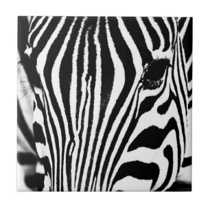 Zebra portrait schwarz-weiß fliese