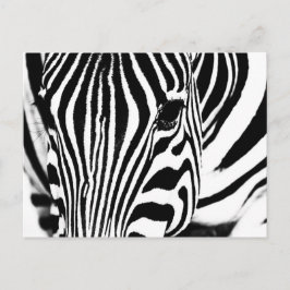 Zebra-Portrait schwarz-weiß Postkarte