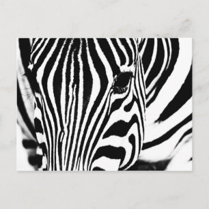 Zebra portrait Schwarzweiß-Foto Postkarte