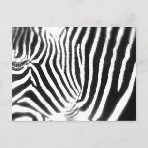 Zebra Postcard Postkarte