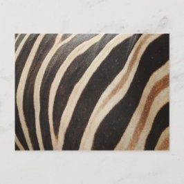 Zebra Postcard Postkarte