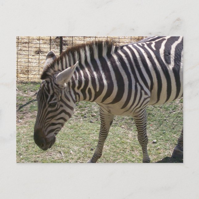 Zebra Postcard Postkarte (Vorderseite)
