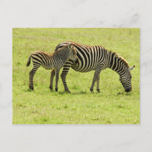 Zebra Postcard Postkarte