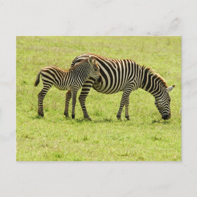 Zebra Postcard Postkarte (Vorderseite)