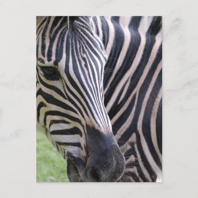 Zebra Postcard Postkarte (Vorderseite)