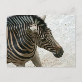 Zebra Postcard Postkarte