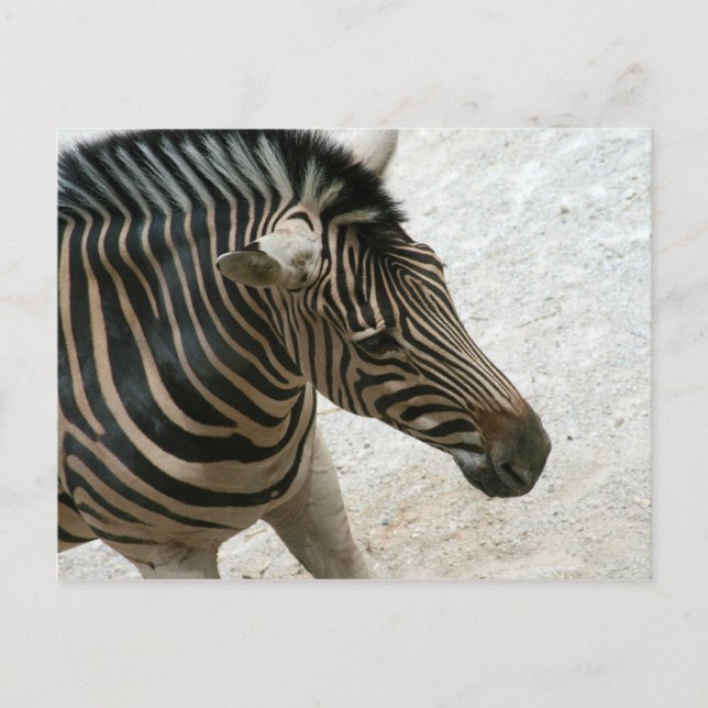 Zebra Postcard Postkarte (Vorderseite)